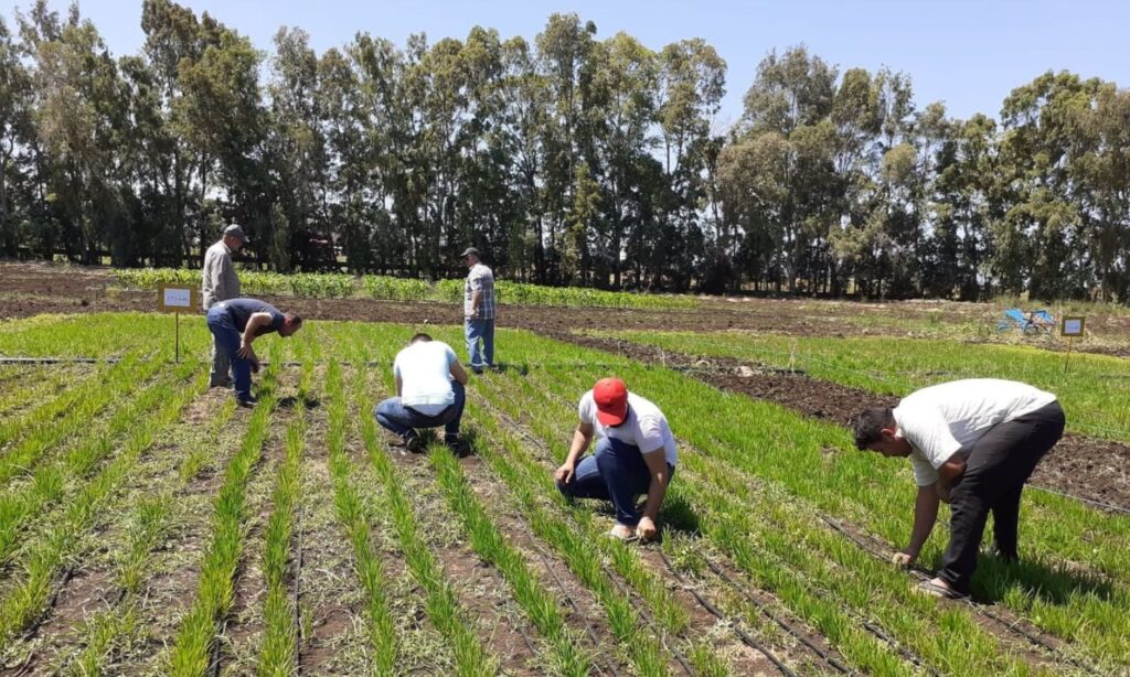 Aeroponic rice cultivation experiment in Syria - October 16, 2024 (Agricultural Media in Syria)