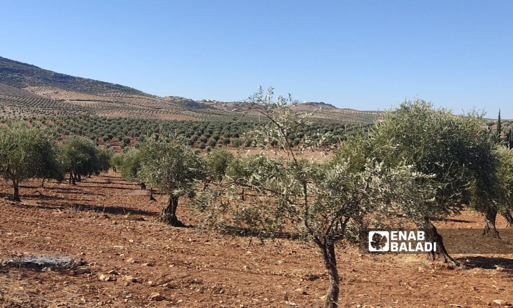 Olive trees in the Afrin region, rural Aleppo - October 23, 2024 (Enab Baladi/Iyad Abdul Jawad)