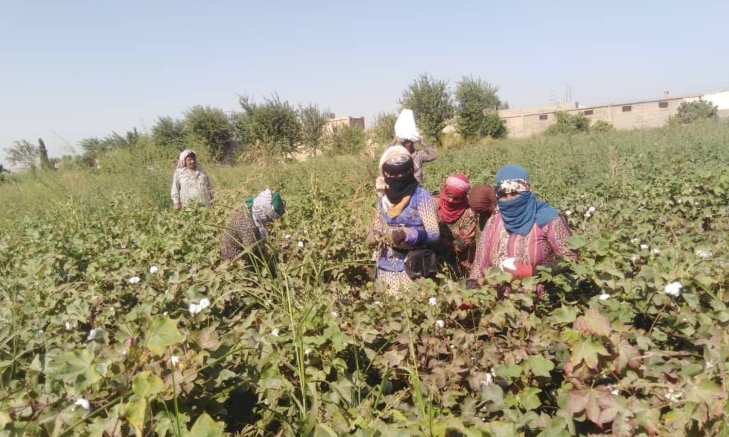 Cotton harvest workers - October 30, 2024 (Agricultural Media in Syria)