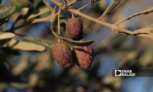 Dried olive seeds due to delayed rainfall in al-Bab, northeast Syria - October 23, 2024 (Enab Baladi/Walid al-Idlibi)