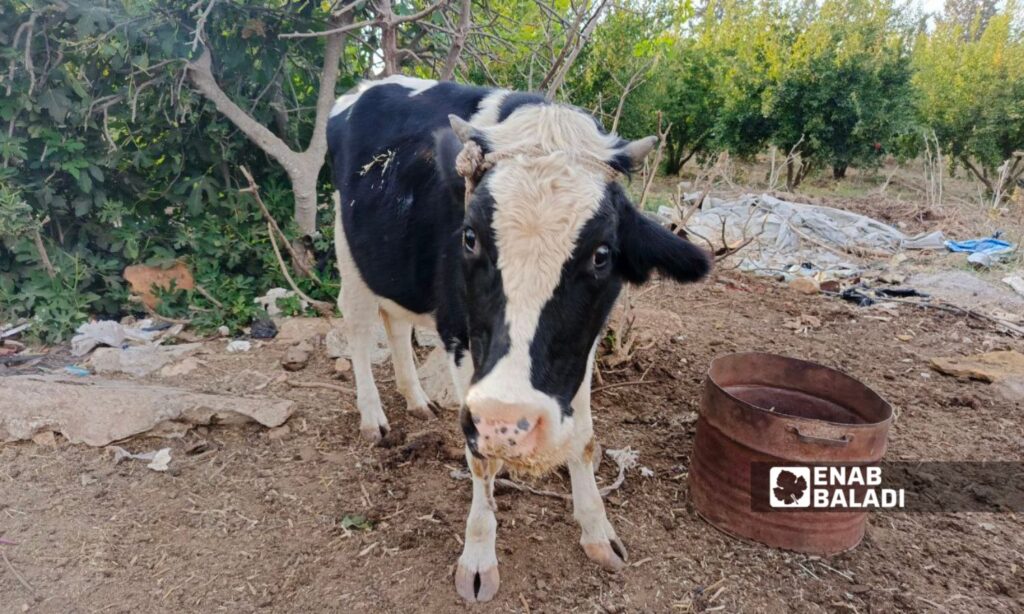 The failure of artificial insemination for cows has inflicted financial losses on breeders in Daraa - October 31, 2024 (Enab Baladi/Halim Muhammad)