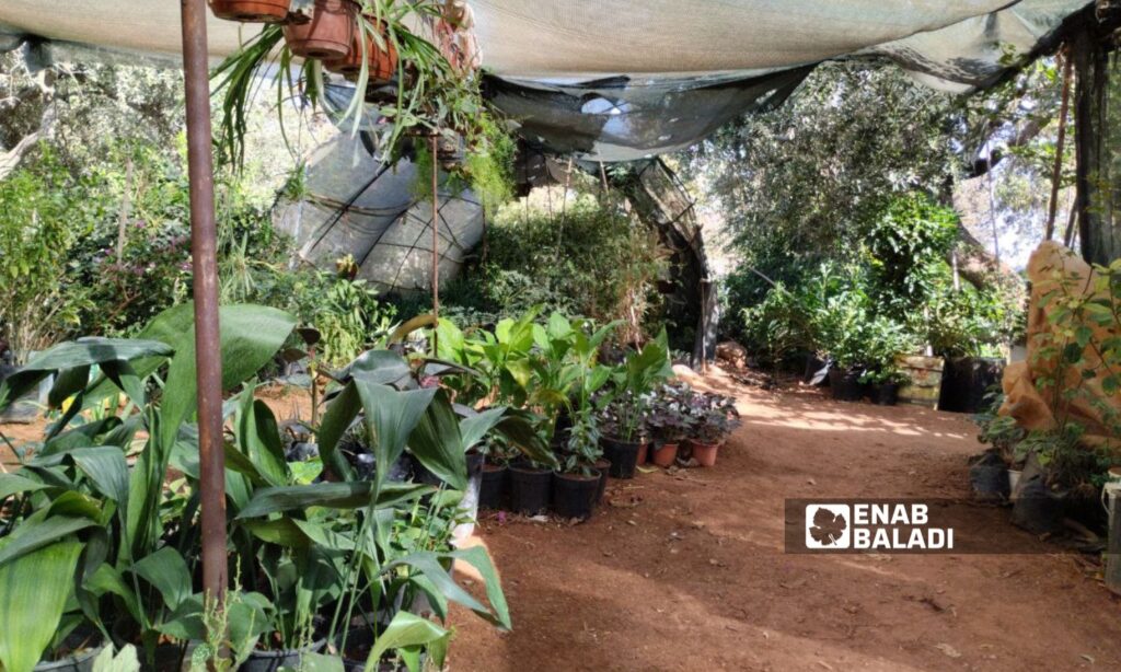 Ornamental plants in one of the agricultural nurseries in Idlib, northwest Syria - October 24, 2024 (Enab Baladi/Samah Alloush)