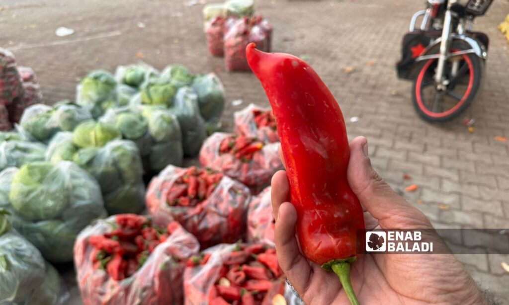 Women in Salqin, northern Idlib, prepare peppers for storage and selling them – November 14, 2024 (Enab Baladi/Dayan Junpaz)