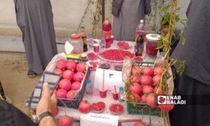 Pomegranates on display at the annual pomegranate festival in eastern Deir Ezzor countryside - October 27, 2024 (Enab Baladi)