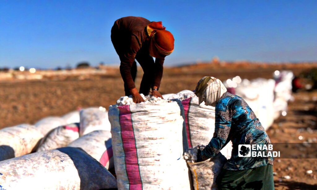 Cotton production decreased in Ras al-Ain during the 2024 season - October 2024 (Enab Baladi)