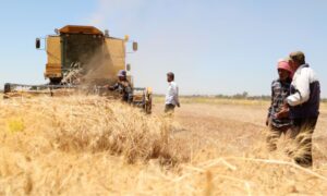 Syrians harvest the wheat season in Deir Khabia, Damascus countryside - June 17, 2021 (Reuters/Yamam al-Shaar)