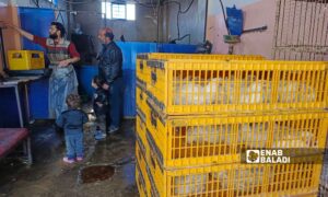 A chicken store in the town of Muzayrib in the western countryside of Daraa - January 15, 2025 (Enab Baladi/Halim Muhammad)