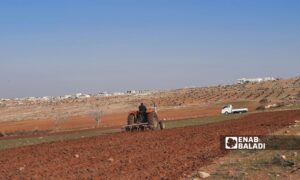 Farmers return to lands damaged and stolen by the previous Syrian regime in rural Idlib - January 24, 2025 (Enab Baladi/Samah Alloush)