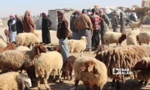 The sale activities in the livestock market in the countryside of Deir Ezzor have decreased – February 3, 2025 (Enab Baladi/Obadah al-Sheikh)