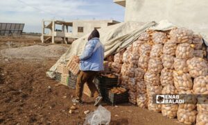 A worker removes potatoes from the cooling unit to prepare them as seed for the spring crop, January 4, 2025 (Enab Baladi/Halim Muhammad)