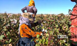 The lack of marketing outlets has led to a decline in farming activities in Ras al-Ain - October 2024 (Enab Baladi)