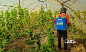 A worker sprays pesticides in one of the greenhouse projects in the Yarmouk Valley - February 27, 2025 (Enab Baladi/Mahjoub al-Hashish)