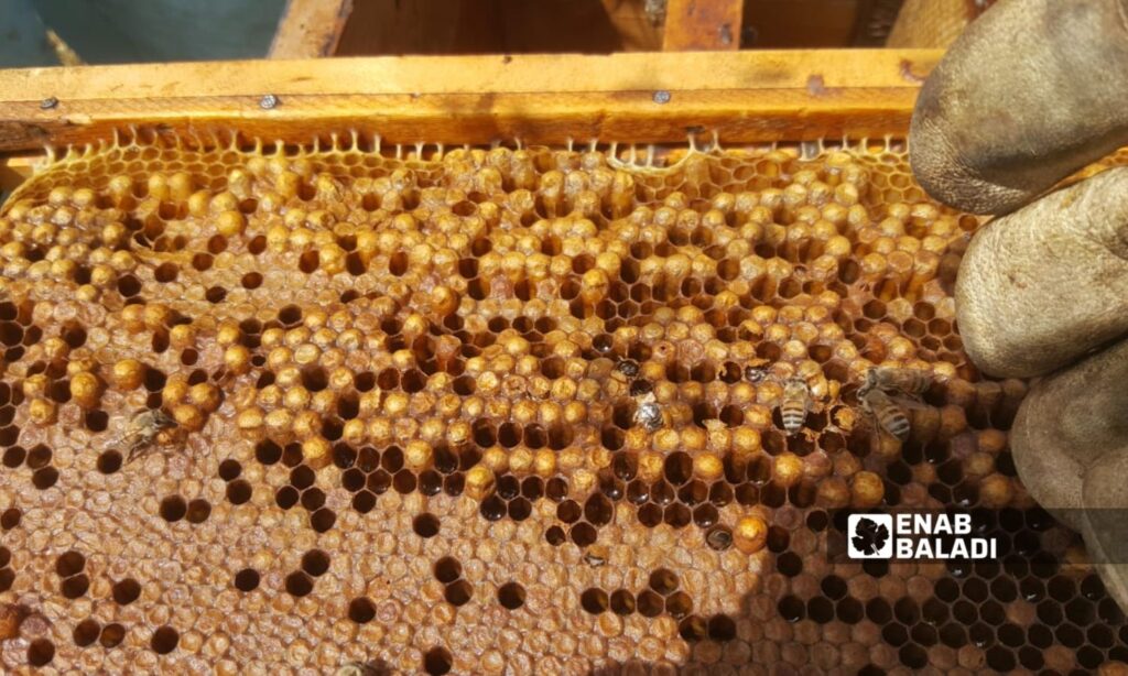 A frame containing wax and honey produced by bees at a beehive in Quneitra governorate - October 16, 2024 (Enab Baladi/Zain al-Joulani)