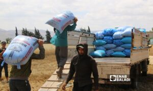 Farmers harvest wheat crop in southern Idlib - June 4, 2023 (Enab Baladi/Iyad Abdul Jawad)