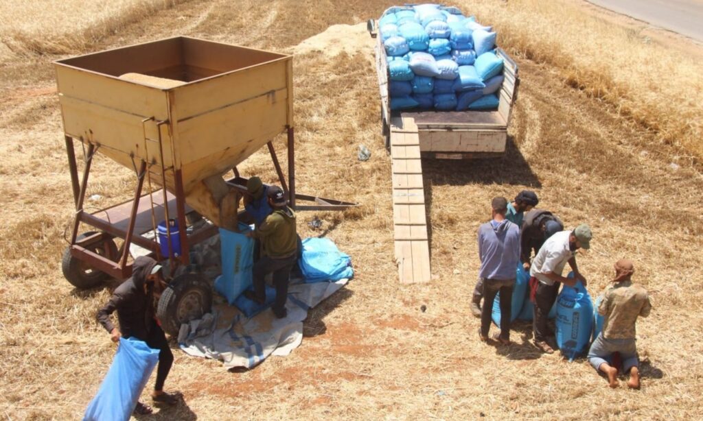 Farmers harvest wheat in southern Idlib - June 4, 2023 (Enab Baladi/Iyad Abdul Jawad)