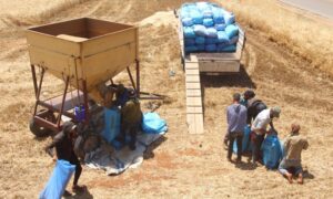 Farmers harvest wheat in southern Idlib - June 4, 2023 (Enab Baladi/Iyad Abdul Jawad)