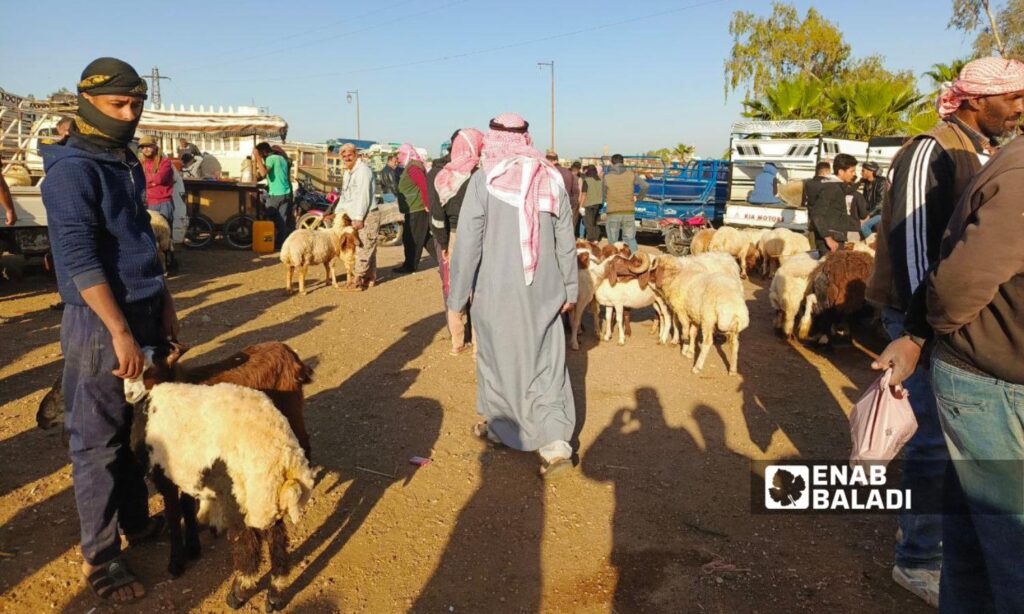 The livestock market in the town of Muzayrib in western Daraa - May 31, 2025 (Enab Baladi/Mahjoub al-Hashish)