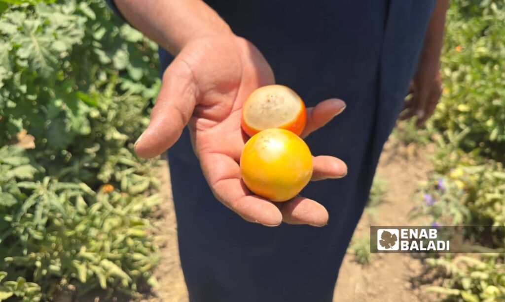 Tomato crops in the eastern countryside of Deir Ezzor have been damaged due to the cessation of the al-Zar pumping station - June 12, 2025 (Enab Baladi/Obadah al-Sheikh)