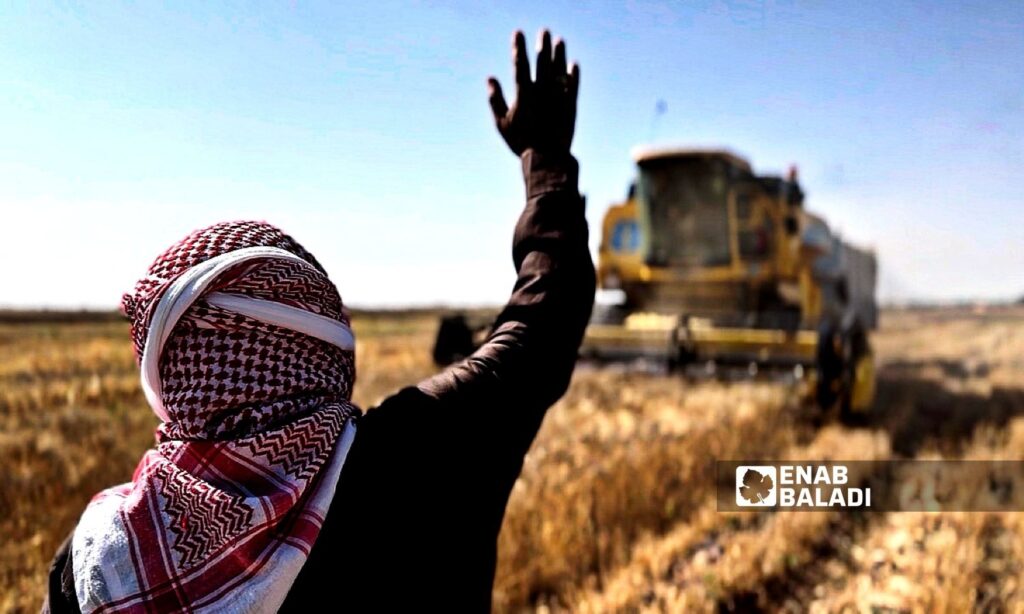 Farmers in the cities of Ras al-Ain and Tal Abyad are facing a shortage of mechanical harvesters - June 19, 2025 (Enab Baladi)