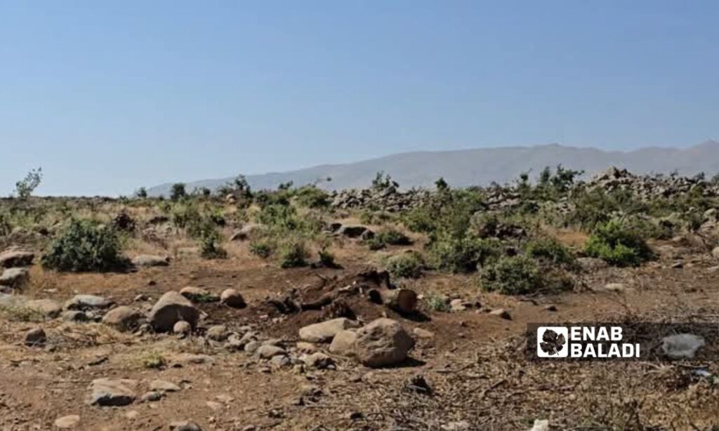 Israeli occupation bulldozes the forests of Jubata al-Khashab reserve in Quneitra, June 15, 2025 (Enab Baladi)