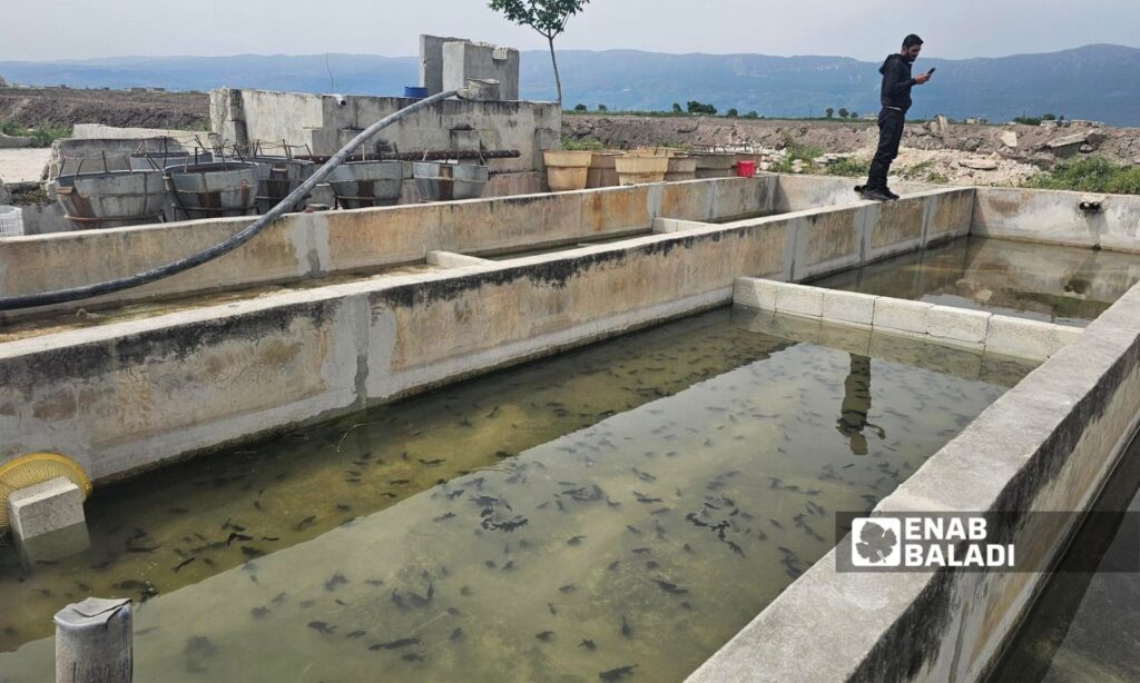 A displaced person returns to fish farming in the al-Ghab Plain, May 9 - 2025 (Enab Baladi/Iyad Abdul Jawad)