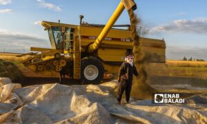 Cumin farmers in Tal Abyad and Ras al-Ain harvest their crop – May 2025 (Enab Baladi)