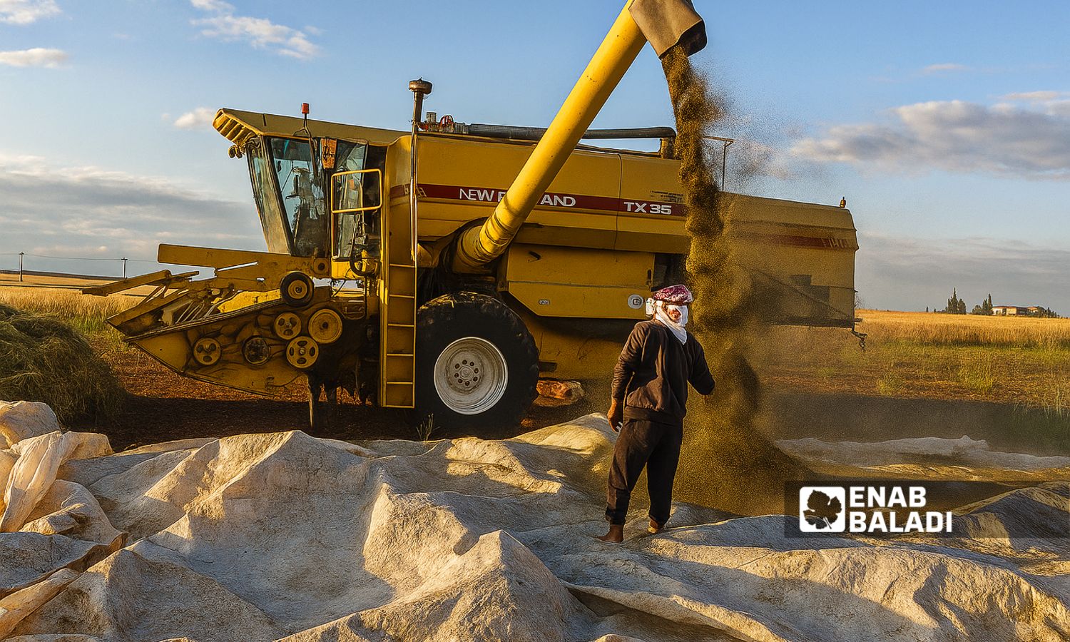 Cumin farmers in Tal Abyad and Ras al-Ain harvest their crop – May 2025 (Enab Baladi)