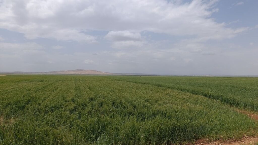 Farmers in Aleppo, Syria, Confront Drought and Rising Costs in an “Exhausting” Season