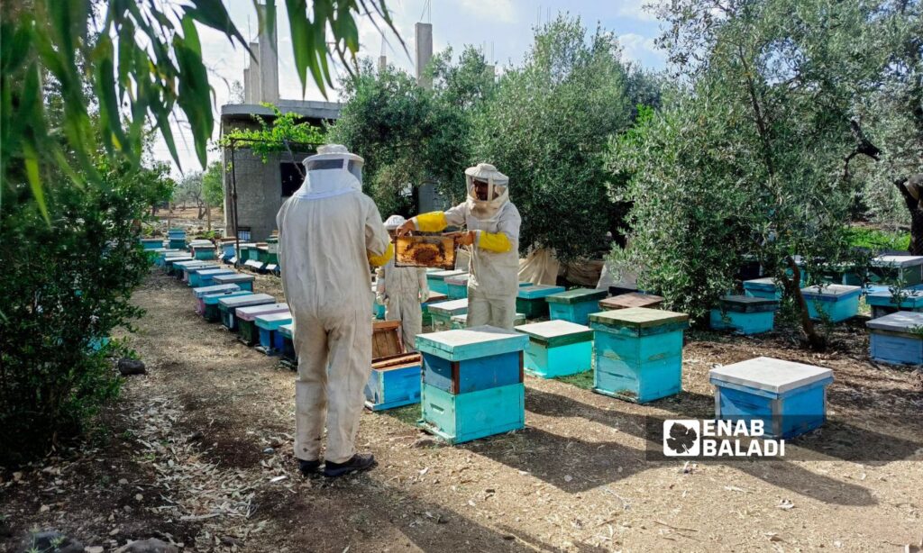 A beekeeper inspecting beehives in the town of Kouya, western Daraa countryside – 13 May 2025 (Enab Baladi / Mahjoub al-Hashish)