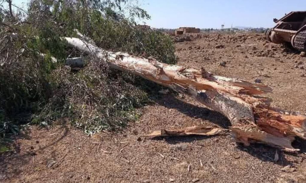 An uprooted tree after Israeli bulldozing operations in the town of Jubata al-Khashab (northern rural Quneitra, southwestern Syria), 28 October 2025 (Quneitra Now/Facebook)