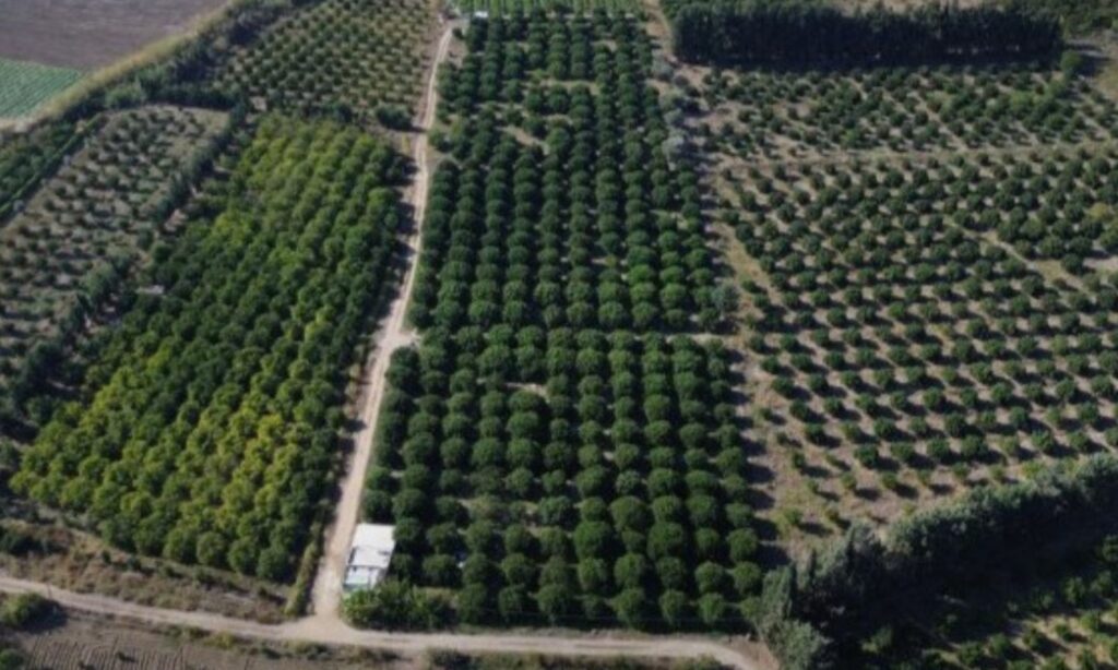 A citrus orchard in Sheikh al-Hami village in Albassa (in the countryside of Latakia province in northwestern Syria), 19 November 2025 (SANA)