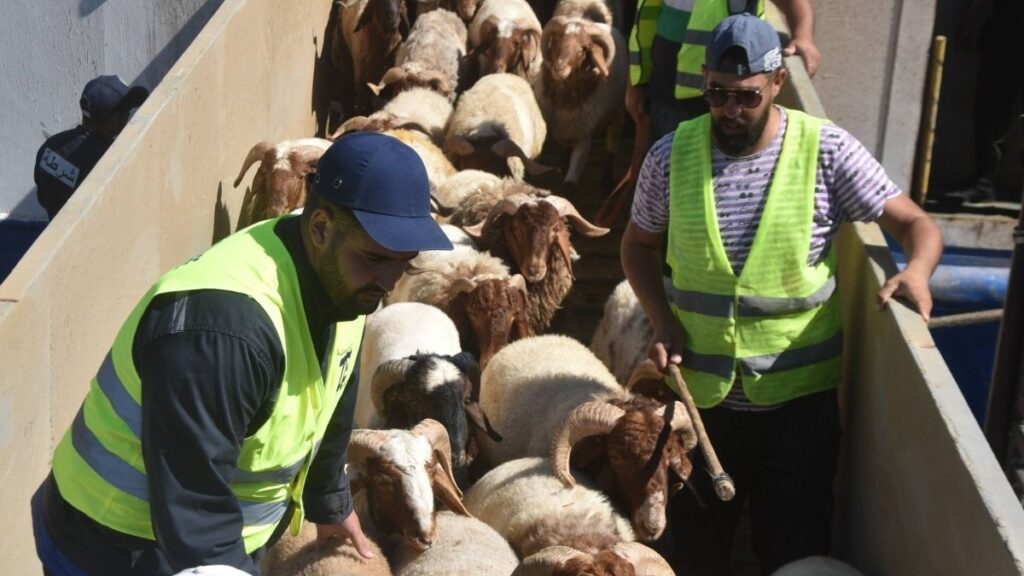 Annaba Port in Algeria receives a shipment of Syrian livestock, 23 May 2026 (Annaba Port Authority)