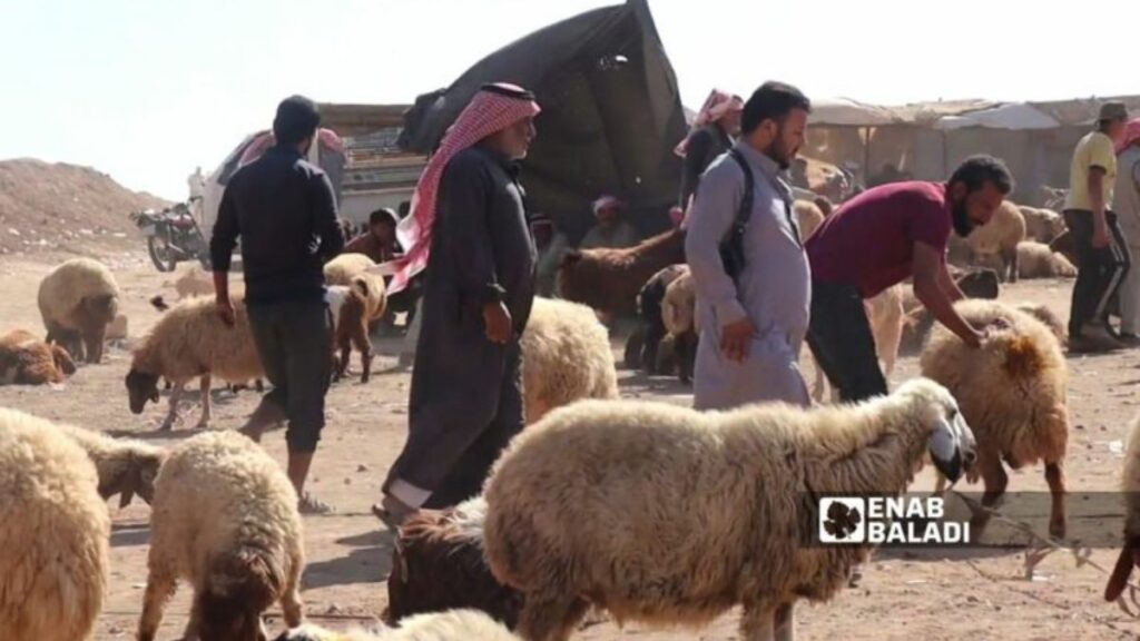 Sheep trading activity in Ras al-Ain, northwest of al-Hasakah. (Enab Baladi)