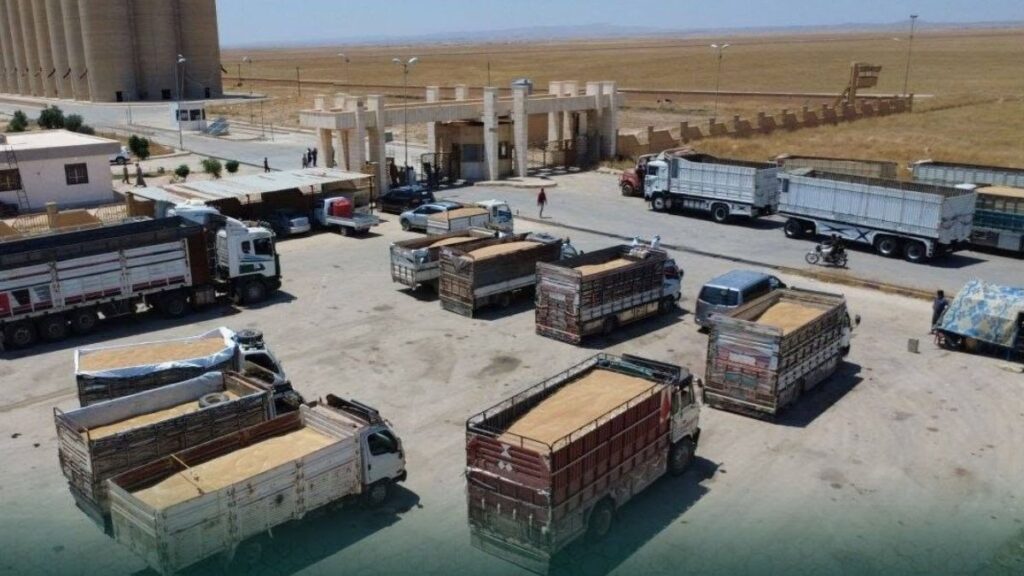 Wheat deliveries continue at collection centers in al-Hasakah, June 14, 2026. (Syrian Grain Establishment)