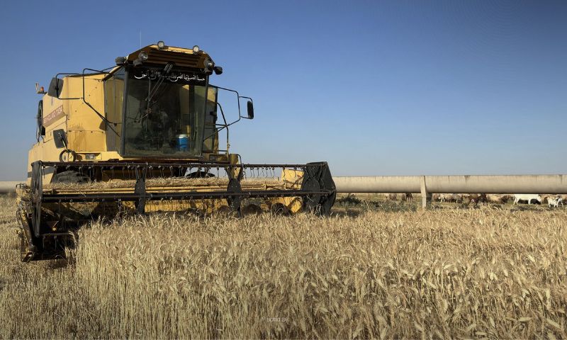 A combine harvester harvests wheat in Raqqa governorate, June 7, 2026. (SANA)