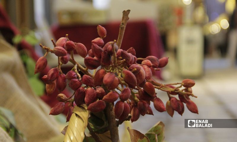 A cluster of pistachios displayed at a festival in Aleppo city, September 18, 2026 (Enab Baladi/Mowaffak al-Khouja).
