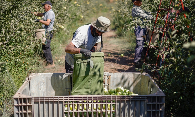 Apple farmers harvest fruit in an orchard near the Druze village of Majdal Shams in the Israeli-annexed Golan Heights, September 25, 2026. (Jalaa MAREY / AFP)
