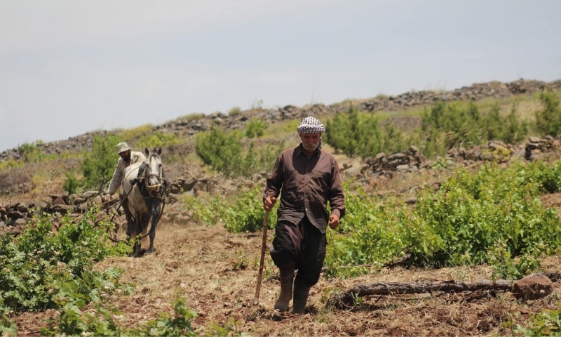 A farmer walks through a vineyard in Suwayda governorate (southern Syria), May 23, 2024 (Suwayda 24).