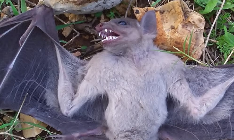 A bat in a village near Baniyas, Tartous countryside (western Syria), an area known for its widespread populations of cave-dwelling bats and Kuhl's pipistrelle, January 21, 2024 (Syrian Wildlife Enthusiasts/Facebook).