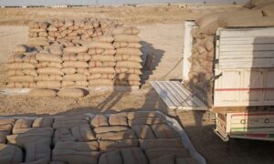 Wheat deliveries in Hasakah (northeastern Syria), June 30, 2026 (SANA)