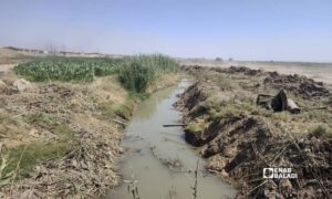Work to clear the Balikh River channel opposite al-Hamrat, in the eastern Raqqa countryside, September 3, 2026 (Enab Baladi)