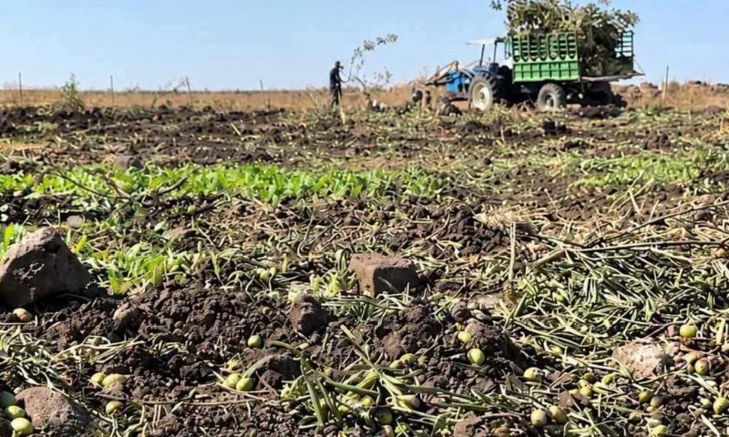 Syrian farmer Mohammed al-Shannour’s field after Israeli bulldozers cleared the land and cut down olive trees in Saida al-Hanout, Quneitra, October 25, 2026 (Enab Baladi/Abdullah al-Wanny).