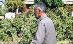 Syrian farmer Mohammed al-Shannour in his field after Israeli forces bulldozed the land and cut down olive trees in Saida al-Hanout, Quneitra (southwestern Syria), October 25, 2026 (Enab Baladi/Abdullah al-Wanny).