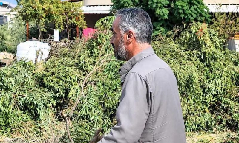 Syrian farmer Mohammed al-Shannour in his field after Israeli forces bulldozed the land and cut down olive trees in Saida al-Hanout, Quneitra (southwestern Syria), October 25, 2026 (Enab Baladi/Abdullah al-Wanny).